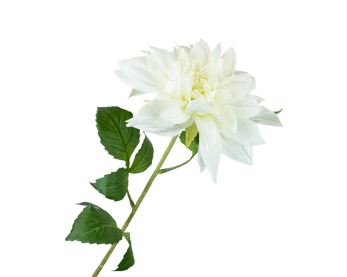 <h4>Dahlia White</h4>