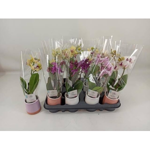PHAL MINI