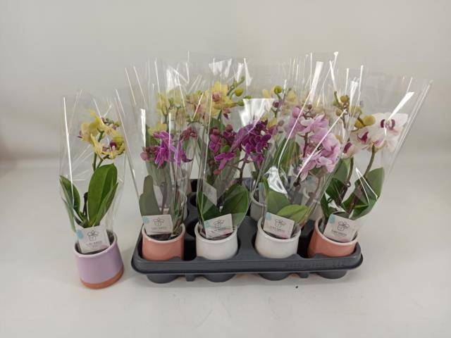 <h4>PHAL MINI</h4>