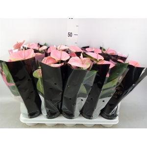Anthurium andr. 'Sweet Dream'