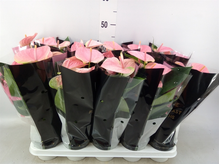 <h4>Anthurium andr. 'Sweet Dream'</h4>