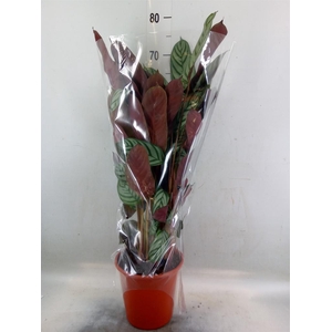 Calathea   ...mix