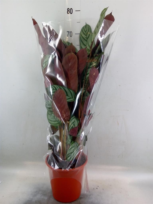<h4>Calathea   ...mix</h4>