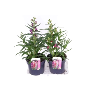Penstemon Harlequin mix