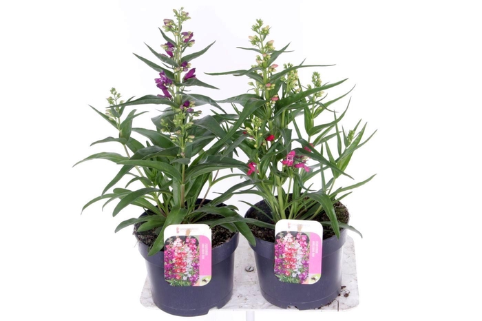 <h4>Penstemon Harlequin mix</h4>