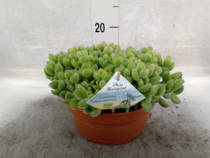 <h4>Cotyledon tome. ladys.</h4>