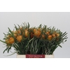 Banksia Dryandra