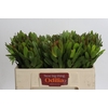 Leucadendron Goldstrike