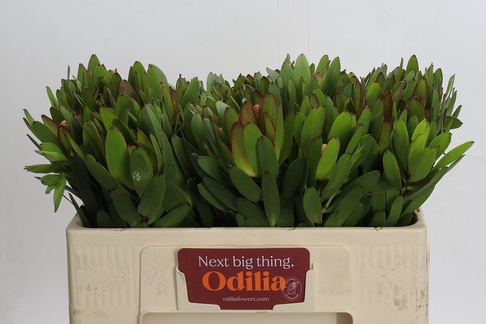 <h4>Leucadendron Goldstrike</h4>