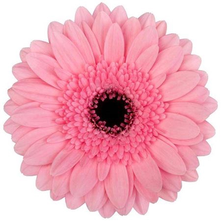 <h4>GE MI MAEVE / PETTICOAT</h4>