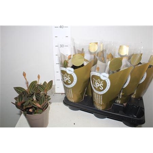 Lud Discolor 2 Branches