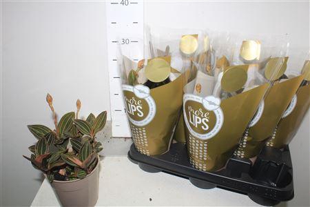 <h4>Lud Discolor 2 Branches</h4>