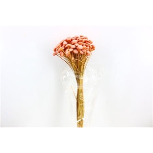 DRIED BATAO LIGHT PINK BUNCH