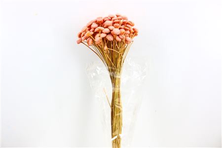 DRIED BATAO LIGHT PINK BUNCH