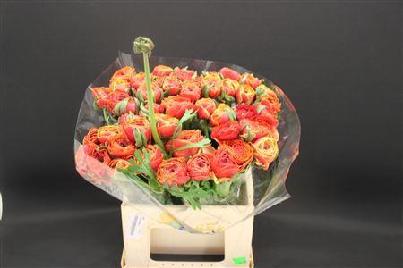 <h4>Cloni Extra Pandora</h4>