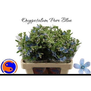 Oxypetalum Tweedia Blue
