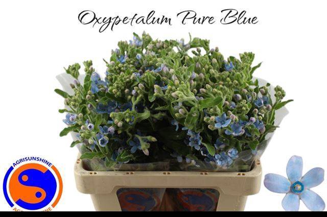 Oxypetalum Tweedia Blue