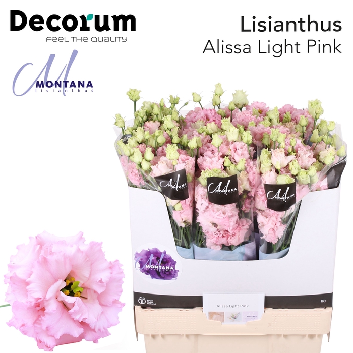 <h4>Lisianthus Alissa light Pink 70cm</h4>