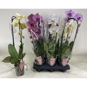 PHAL GEM