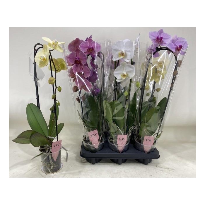 <h4>PHAL GEM</h4>
