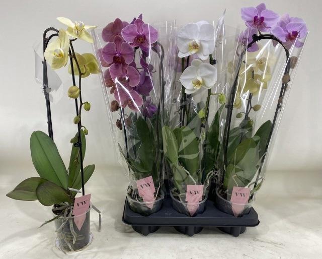PHAL GEM