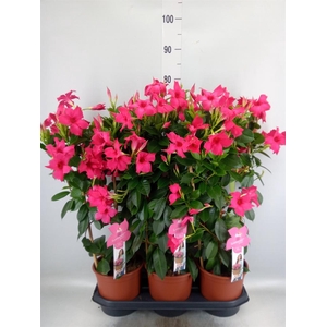 Mandevilla sand. 'SumStar Pink'