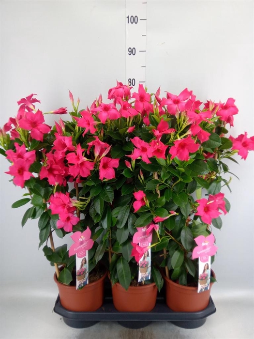<h4>Mandevilla sand. 'SumStar Pink'</h4>