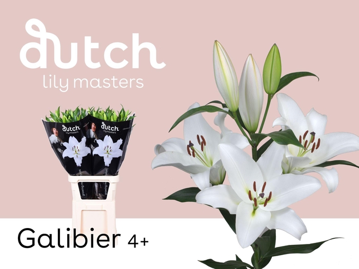 <h4>LI OT GALIBIER</h4>