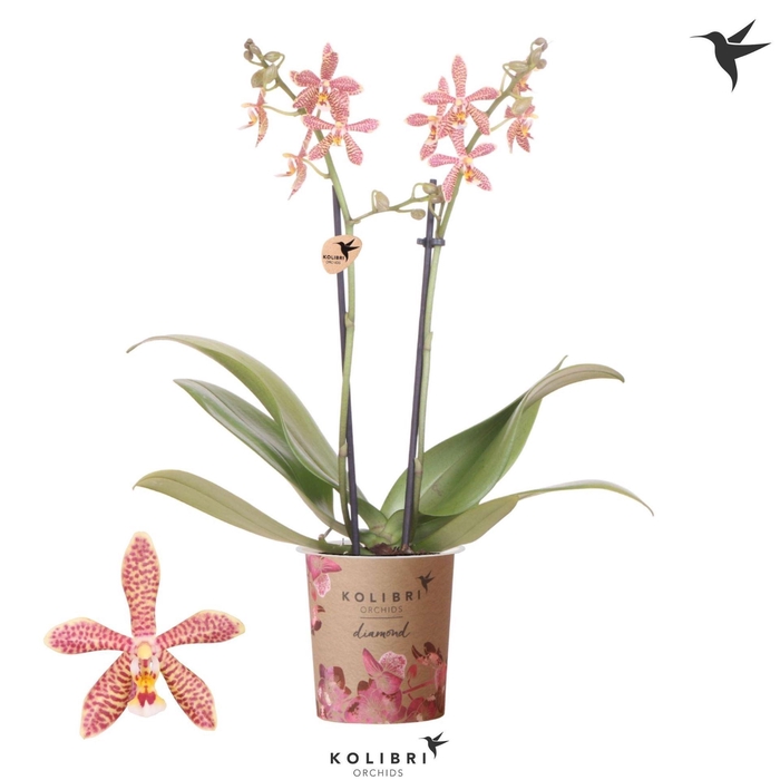 <h4>Phalaenopsis multi. ...orange</h4>