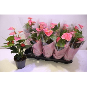 arr8 Anthu An Sweet Dream