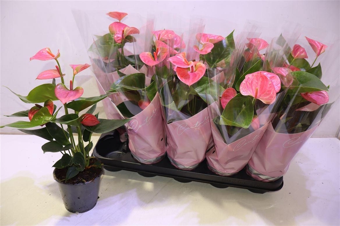 <h4>arr8 Anthu An Sweet Dream</h4>