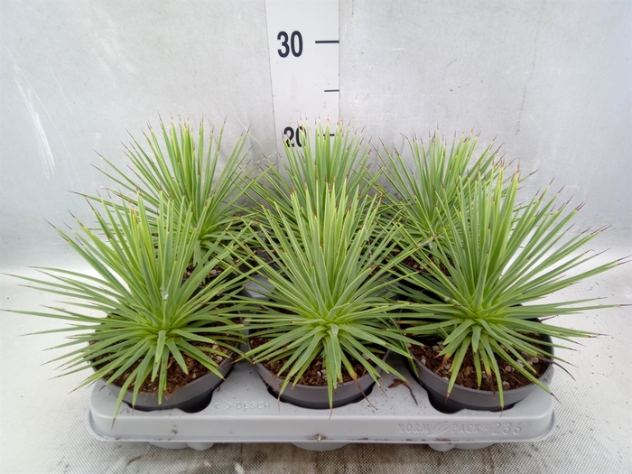 <h4>Agave stricta 'Nana'</h4>