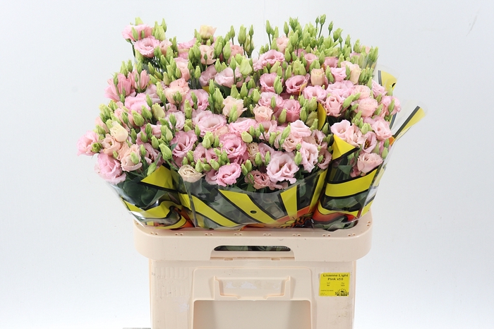 <h4>Eus G Lisanne L Pink</h4>
