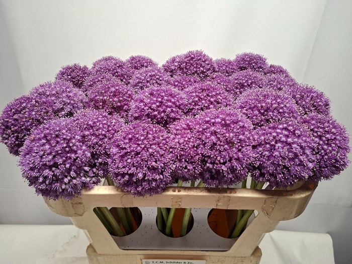 <h4>ALLIUM GIGANTEUM</h4>