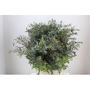 Euca Parvifolia 400gr P Bunch
