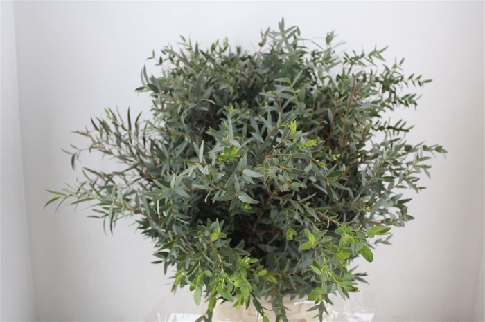 <h4>Euca Parvifolia 400gr P Bunch</h4>