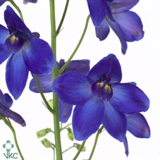 DELPH ENK PLAGU BLUE