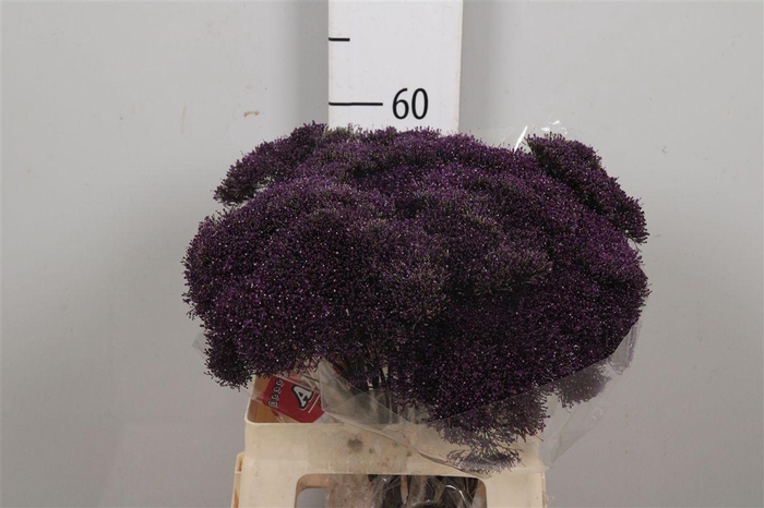 <h4>Trach Lake Superior</h4>