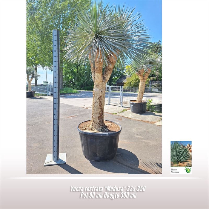 <h4>Yucca rostrata "Medusa"</h4>