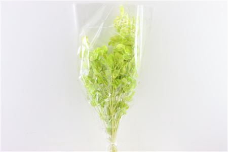 Dried Lunaria L Green Bunch Poly