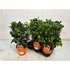 Citr Microcarpa 8 -10++++