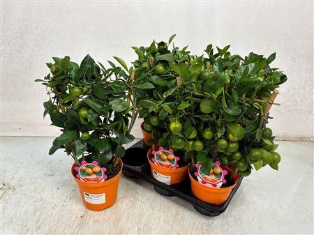 Citr Microcarpa 8 -10++++