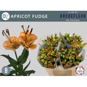 LI LA APRICOT FUDGE flexline