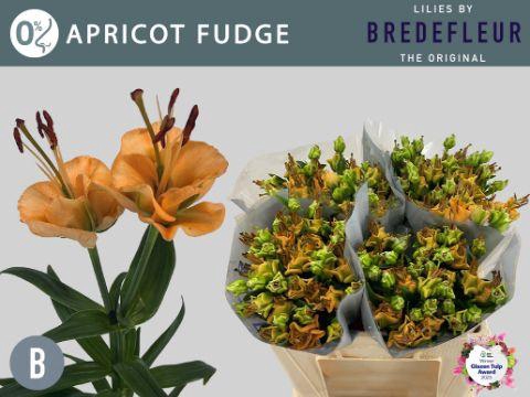 <h4>LI LA APRICOT FUDGE flexline</h4>