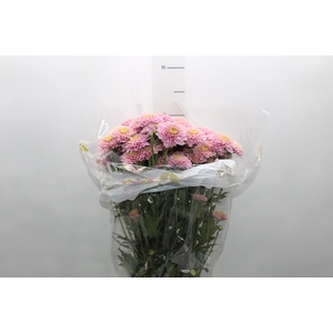 CRISANTEMO SANTINI MARIELLE 070 CM