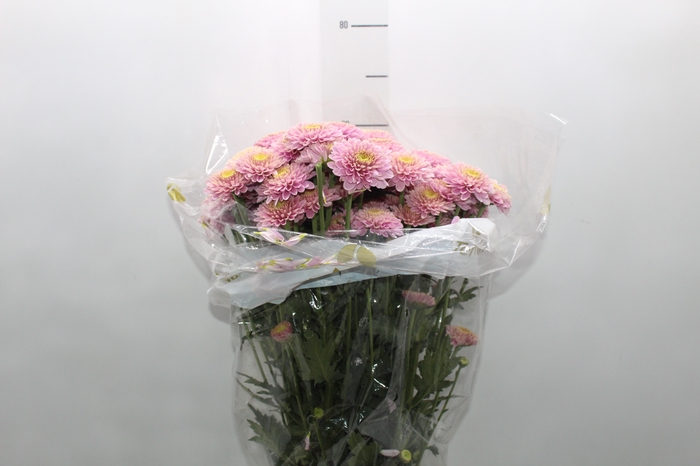 <h4>CRISANTEMO SANTINI MARIELLE 070 CM</h4>