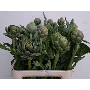 CYNARA SC GREEN GLOB