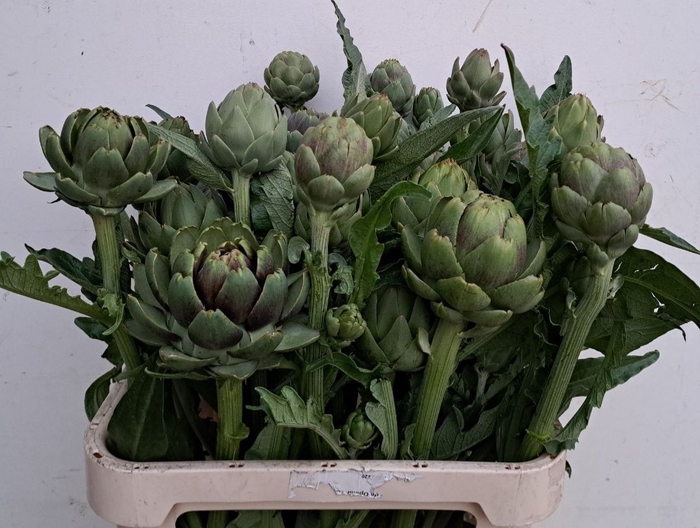 <h4>CYNARA SC GREEN GLOB</h4>