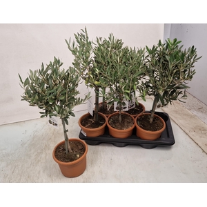 OLEA EUROPAEA