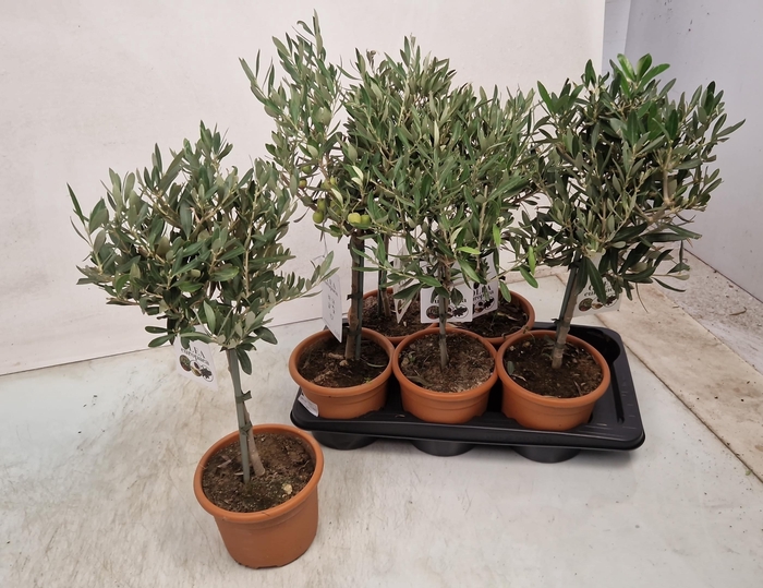 <h4>OLEA EUROPAEA</h4>